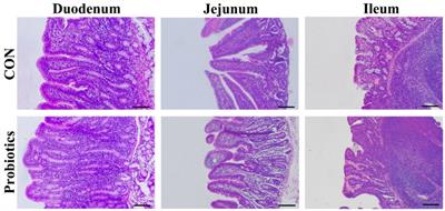 Dietary complex probiotic supplementation changed the composition of intestinal short-chain fatty acids and improved the average daily gain of weaned piglets